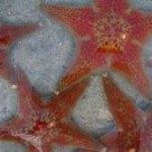 Meet your Posher, Carol